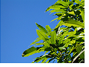 image: mango leaves against a blue sky